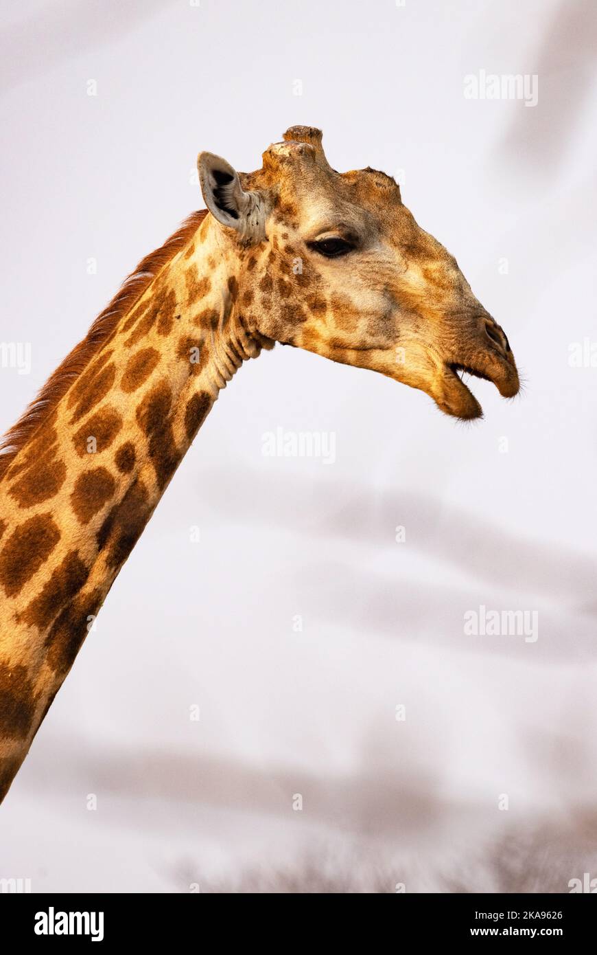 Giraffa meridionale, giraffa giraffa, ritratto di testa e collo, un animale adulto, Moremi Game Reserve, Okavango Delta, Botswana Africa. Fauna selvatica africana. Foto Stock