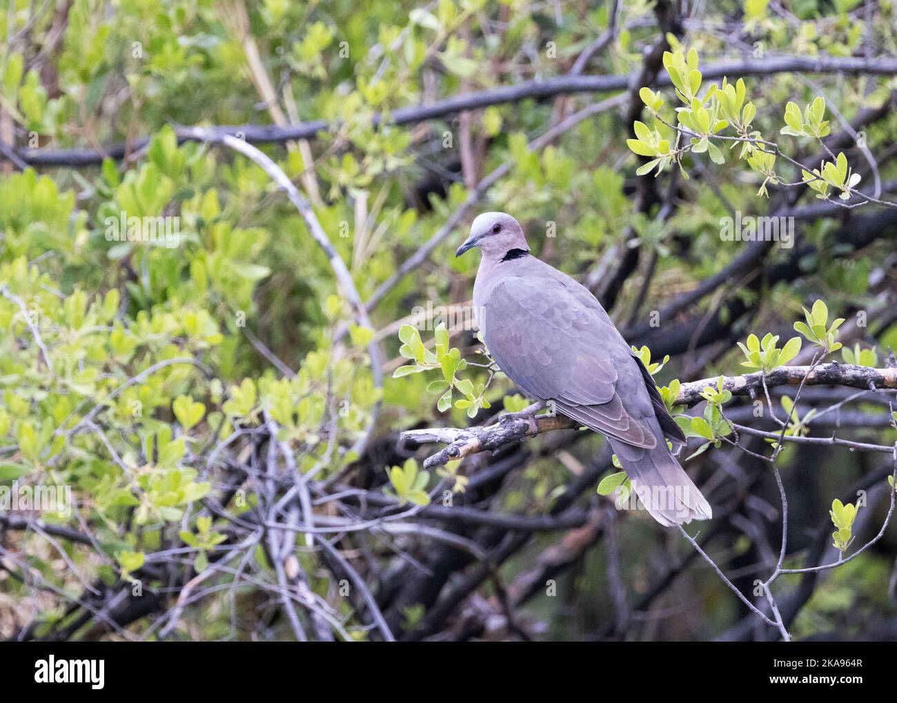 Red Eyed dove, Streptopelia semitorquata, un uccello adulto arroccato in un albero, Okavango Delta Botswana Africa. Uccelli africani Foto Stock