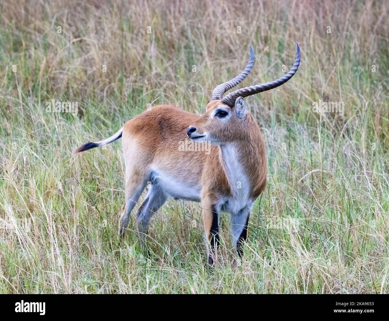 Common Red Lechwe, Kobus Leche, un antilope maschio adulto, Moremi Game Reserve Botswana Africa. Foto Stock