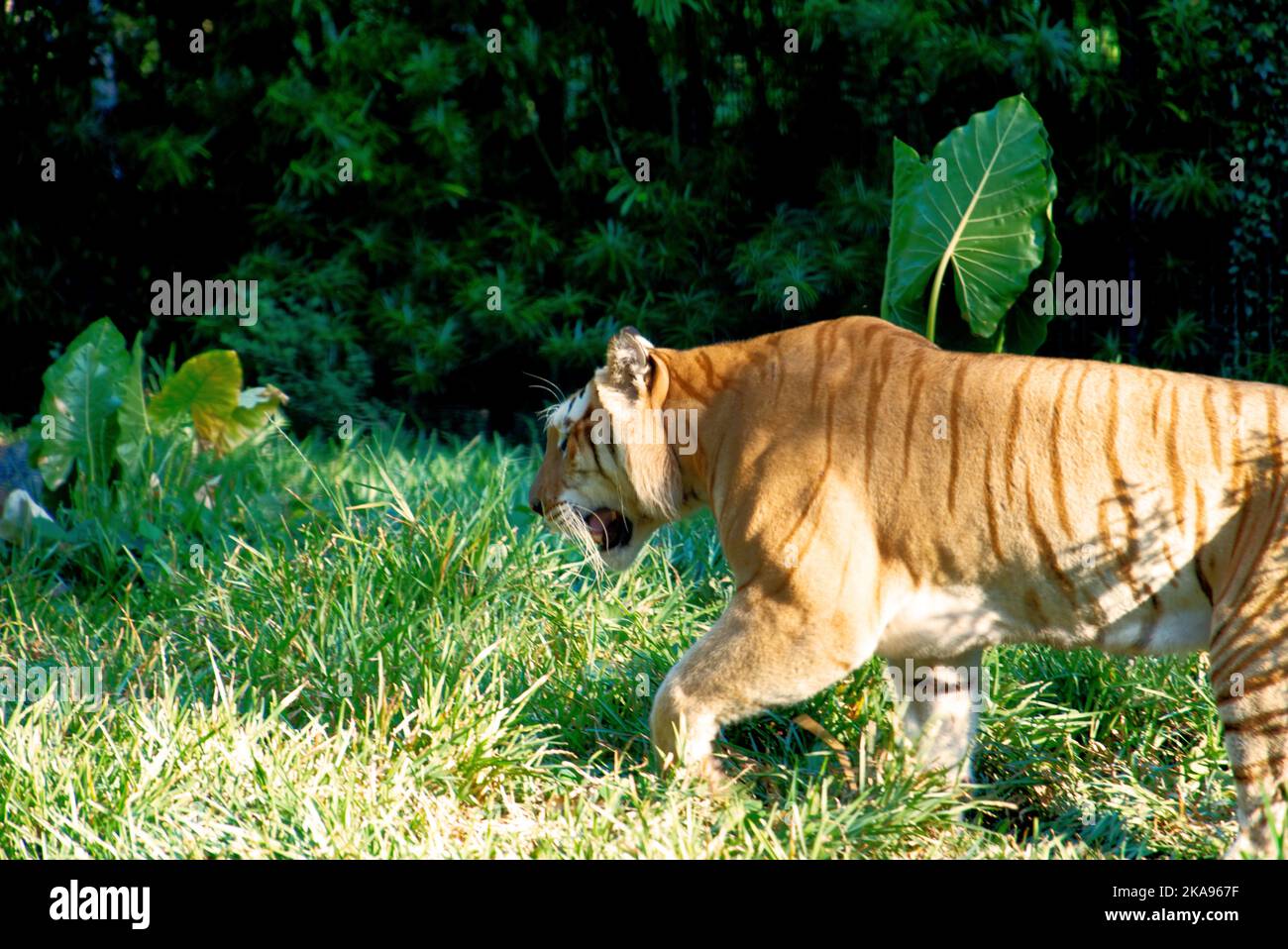 Una tigre siberiana selvaggia (tigre di Amur) che cammina liberamente sull'erba nello zoo Foto Stock