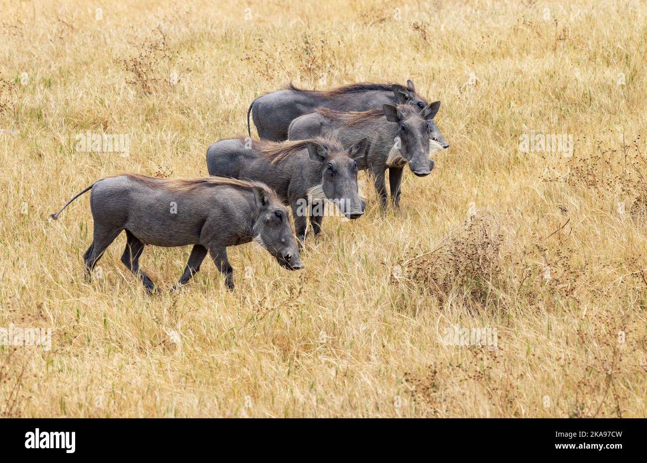 Warthog comune, Phacochoerus africanus; Una famiglia di warthog di quattro warthog; Moremi Game Reserve, Botswana Africa. Animali africani selvatici Foto Stock