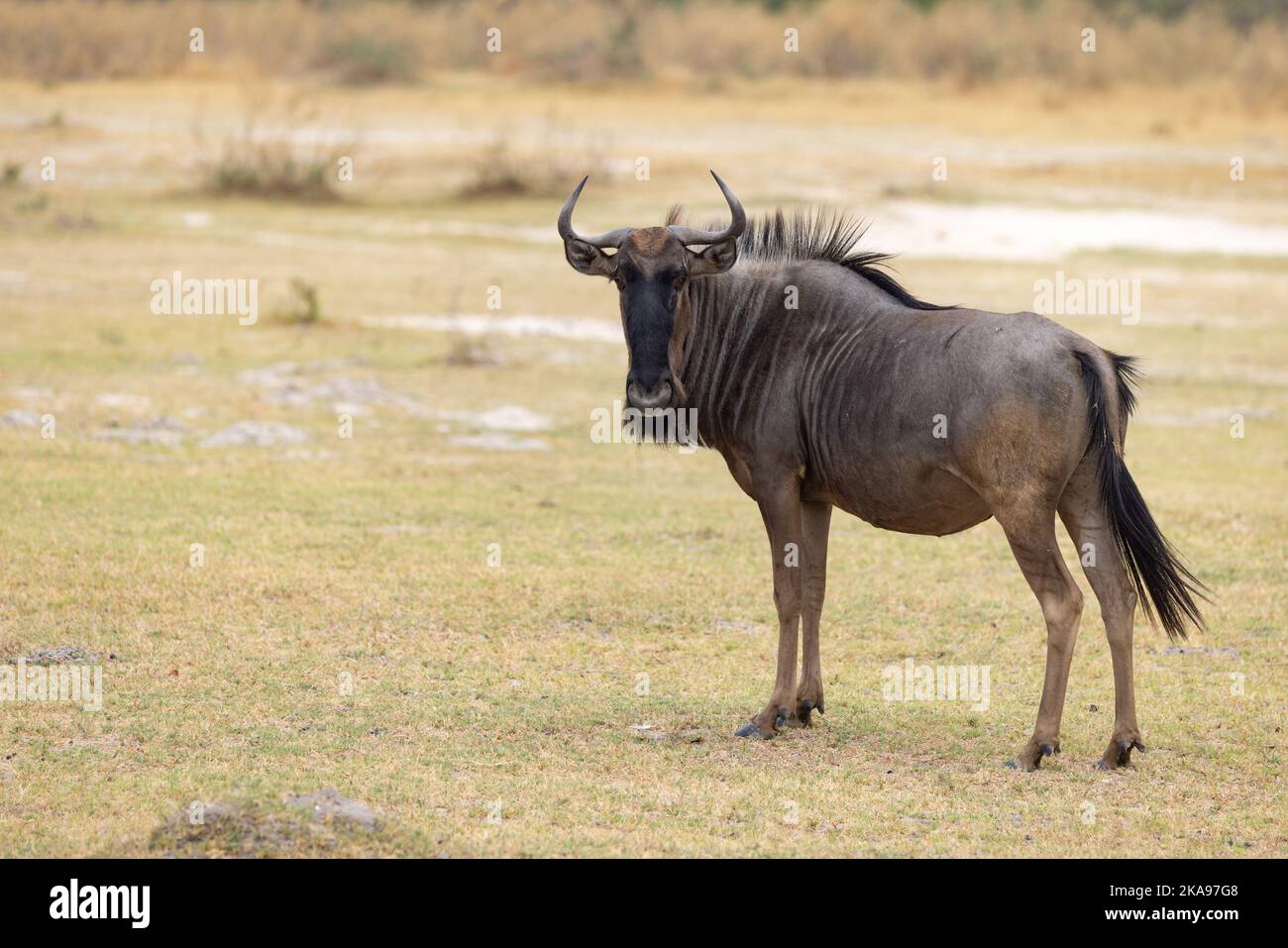 Adulto Blue Wildebeest, aka. Comune Wildebeest, Connochaetes taurinus, vista laterale, guardando alla fotocamera, Okavango Delta Botswana Africa. Antilope africana Foto Stock