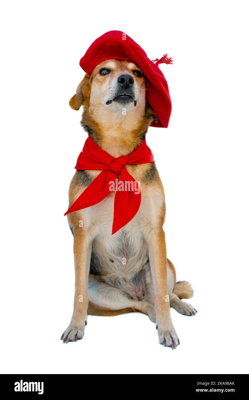Ritratto di cane grel con berretto e sciarpa rossa su sfondo bianco. Festa di San Fermin Foto Stock