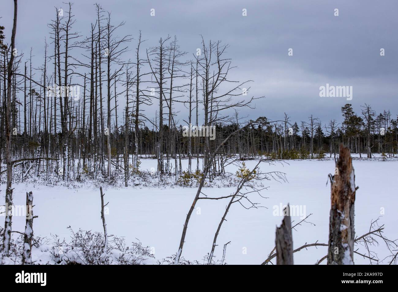 Sentiero escursionistico Bog nel Parco Nazionale di Kemeri. Paesaggio con passerella in legno innevato Foto Stock