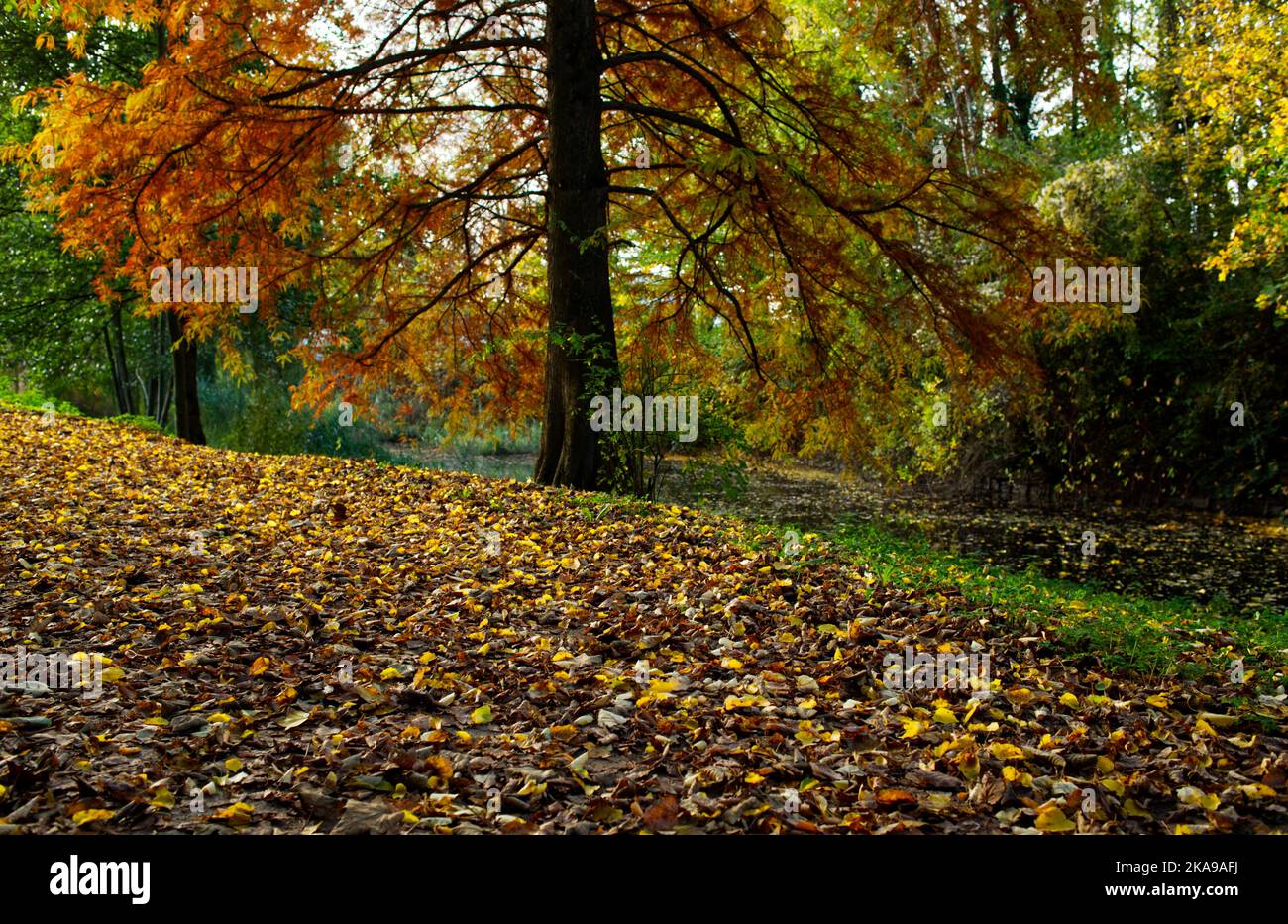 scena autunnale colorata di un sentiero con foglie cadute e un albero in un parco Foto Stock