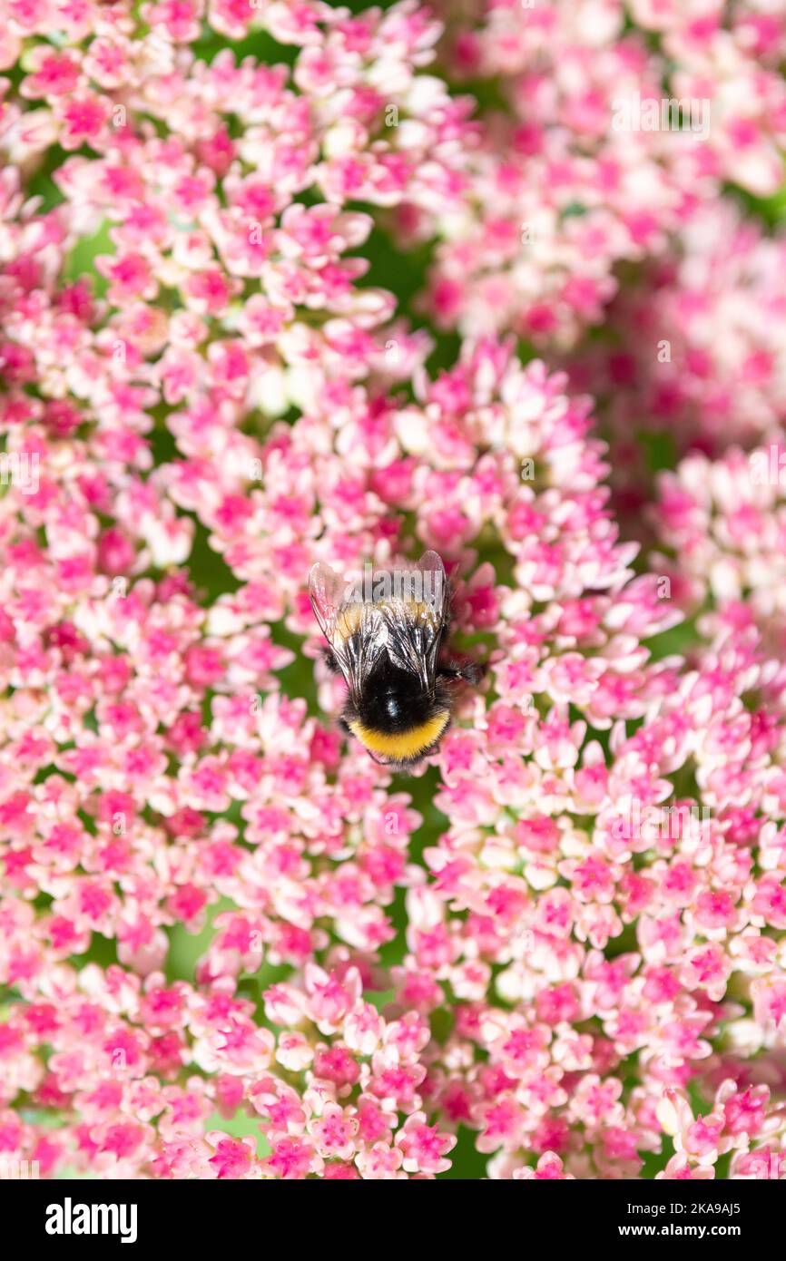 Bumblebee su stabilimento di sedum - UK Foto Stock