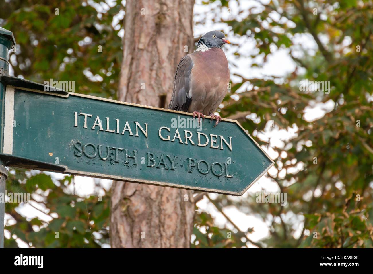 Scarborough, Regno Unito: Woodpicceon appollaiato sul cartello per il Giardino Italiano e la piscina di South Bay, popolari attrazioni turistiche all'interno del resort Yorkshire Foto Stock