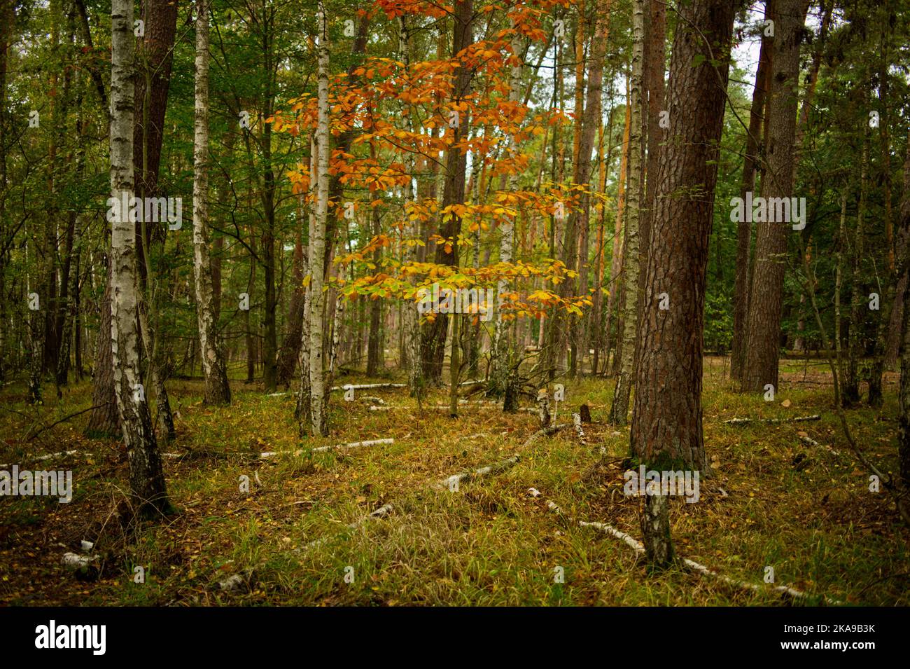 foresta con tronchi di diverse specie di alberi tra cui la betulla e un piccolo albero al centro con coloratissimo fogliame autunnale Foto Stock