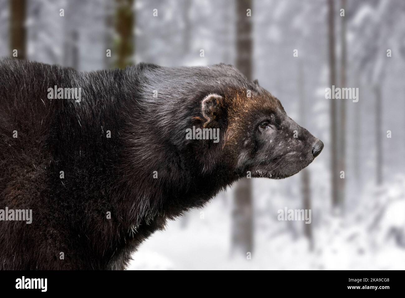 Wolverine / Glutton (Guo gilo) foraggio nella neve nella foresta di abete rosso in inverno, nativo della Scandinavia, Russia occidentale, Siberia, Canada e Alaska Foto Stock