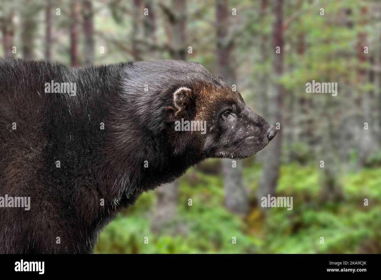 Wolverine / gluton / carcajou (Guo gilo) foraggio in foresta di abete rosso, nativo della Scandinavia, Russia occidentale, Siberia, Canada e Alaska Foto Stock