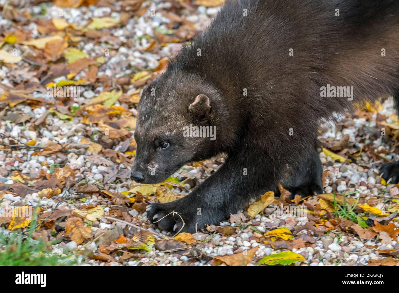 Wolverine / Glutton / carcajou (Guo gilo) foraging, primo piano ritratto, nativo della Scandinavia, Russia occidentale, Siberia, Canada e Alaska Foto Stock