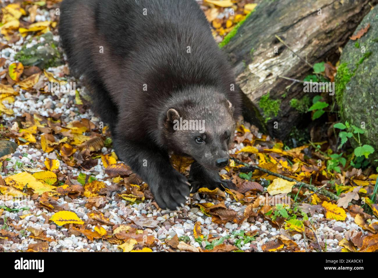 Wolverine / Glutton / carcajou (Guo gilo) foraging, primo piano ritratto, nativo della Scandinavia, Russia occidentale, Siberia, Canada e Alaska Foto Stock