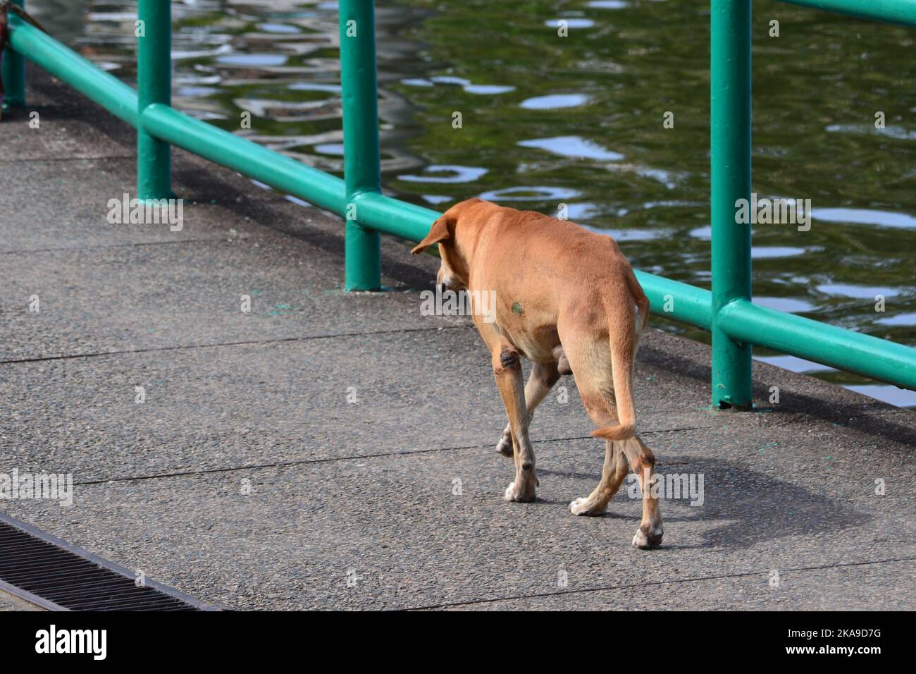 Il cane solita Foto Stock