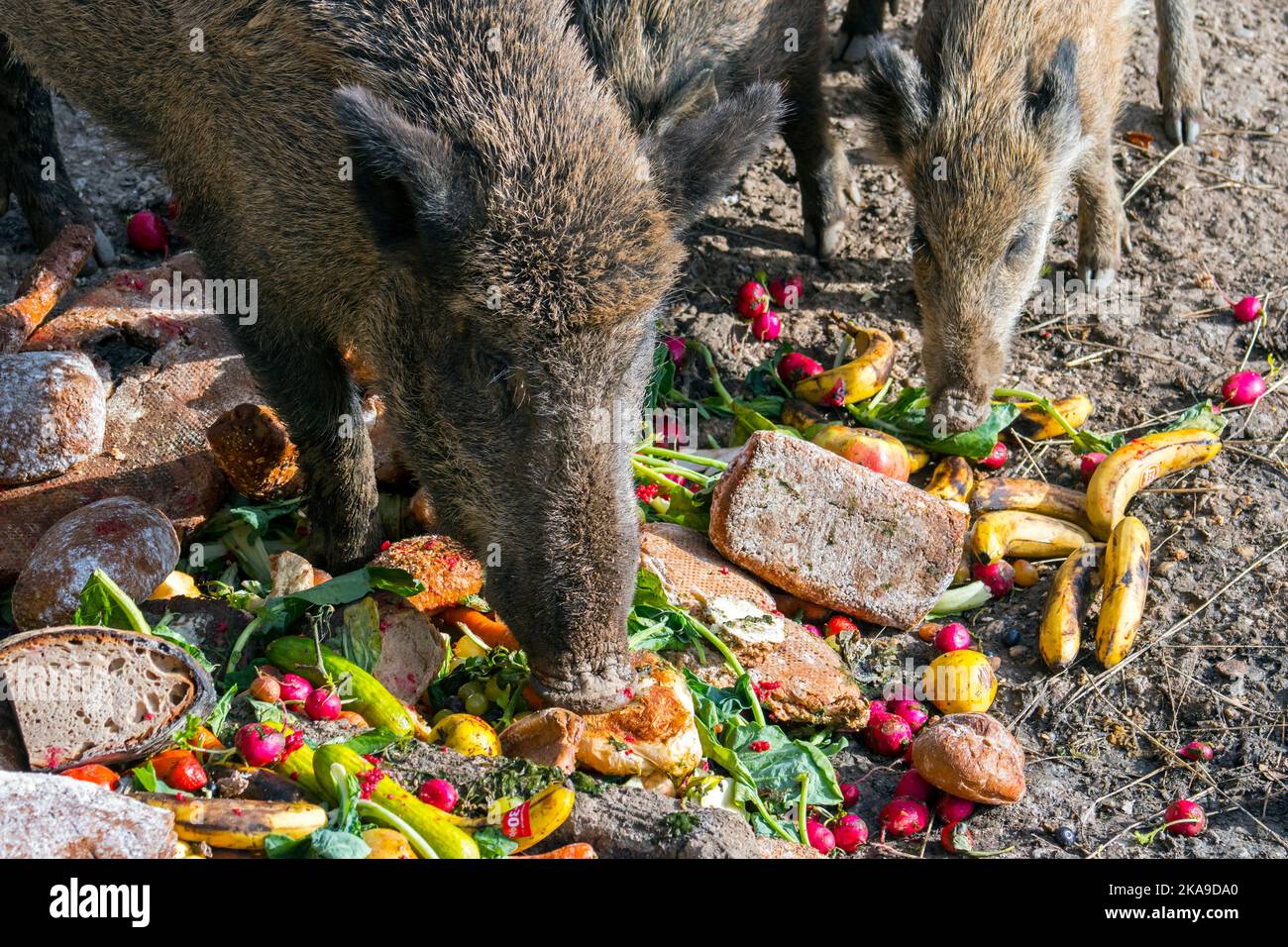 Cibo in eccesso, frutta scaduta e verdure guastate, in ritardo da negozi, panetterie e supermercati nella foresta per alimentare cinghiali / maiali selvatici Foto Stock
