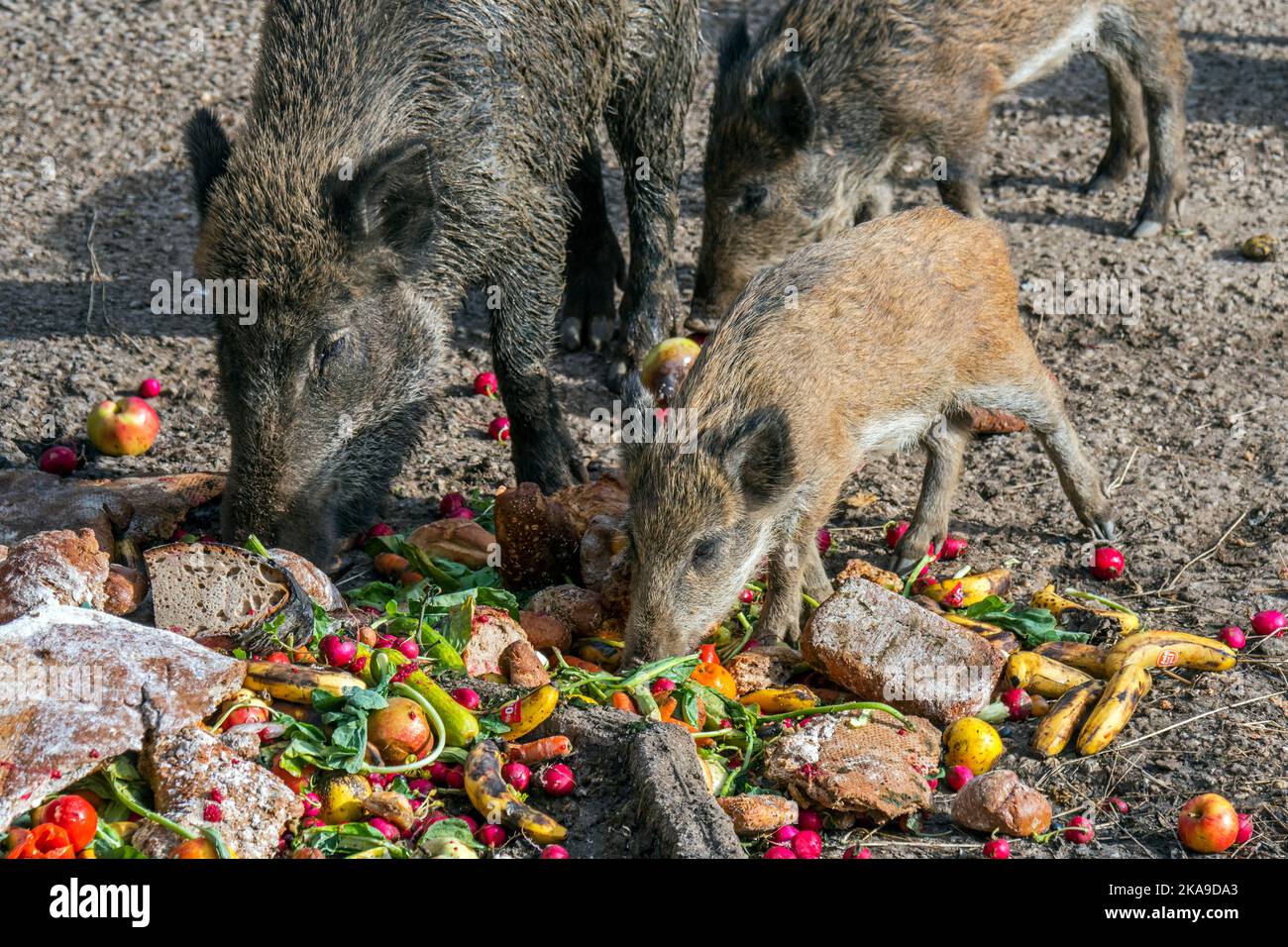 Cibo in eccesso, frutta scaduta e verdure guastate, in ritardo da negozi, panetterie e supermercati nella foresta per alimentare cinghiali / maiali selvatici Foto Stock