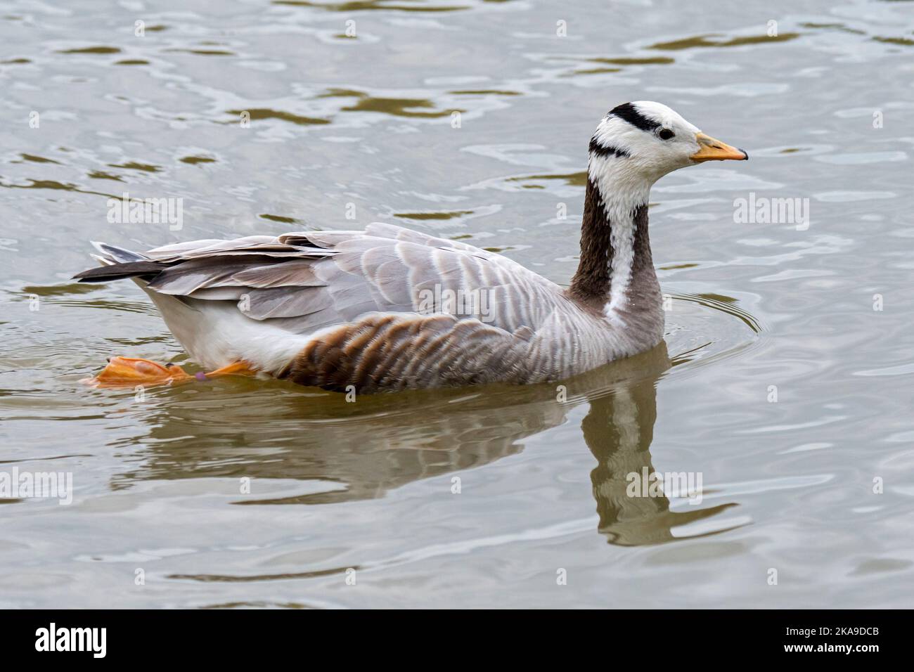 L'oca a testa di bar (Anser indicus / Eulabeia indica) uno degli uccelli più volanti del mondo nativi dell'Asia, ma ha introdotto specie di uccelli esotici in Europa Foto Stock