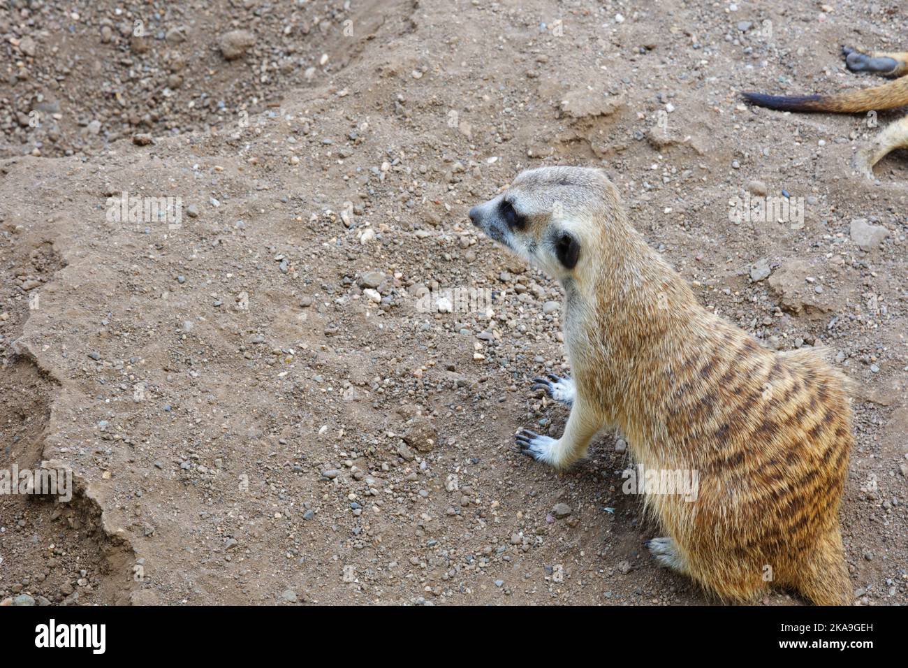 Animale selvatico Meerkat in natura Foto Stock