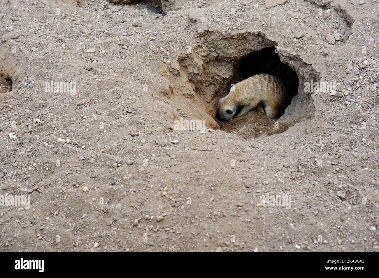 Wild Meerkat scavare buco in una terra sabbiosa in natura Foto Stock