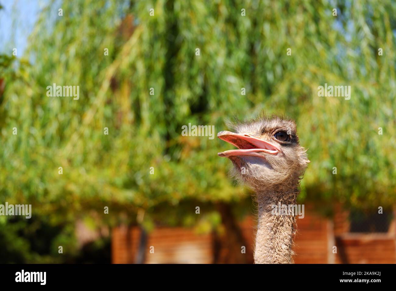 Testa di uccello struzzo e becco con alberi verdi sullo sfondo Foto Stock