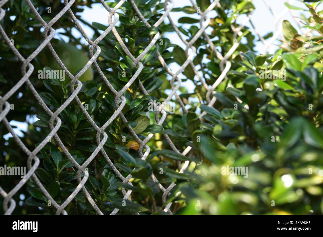 La natura persevererà Foto Stock