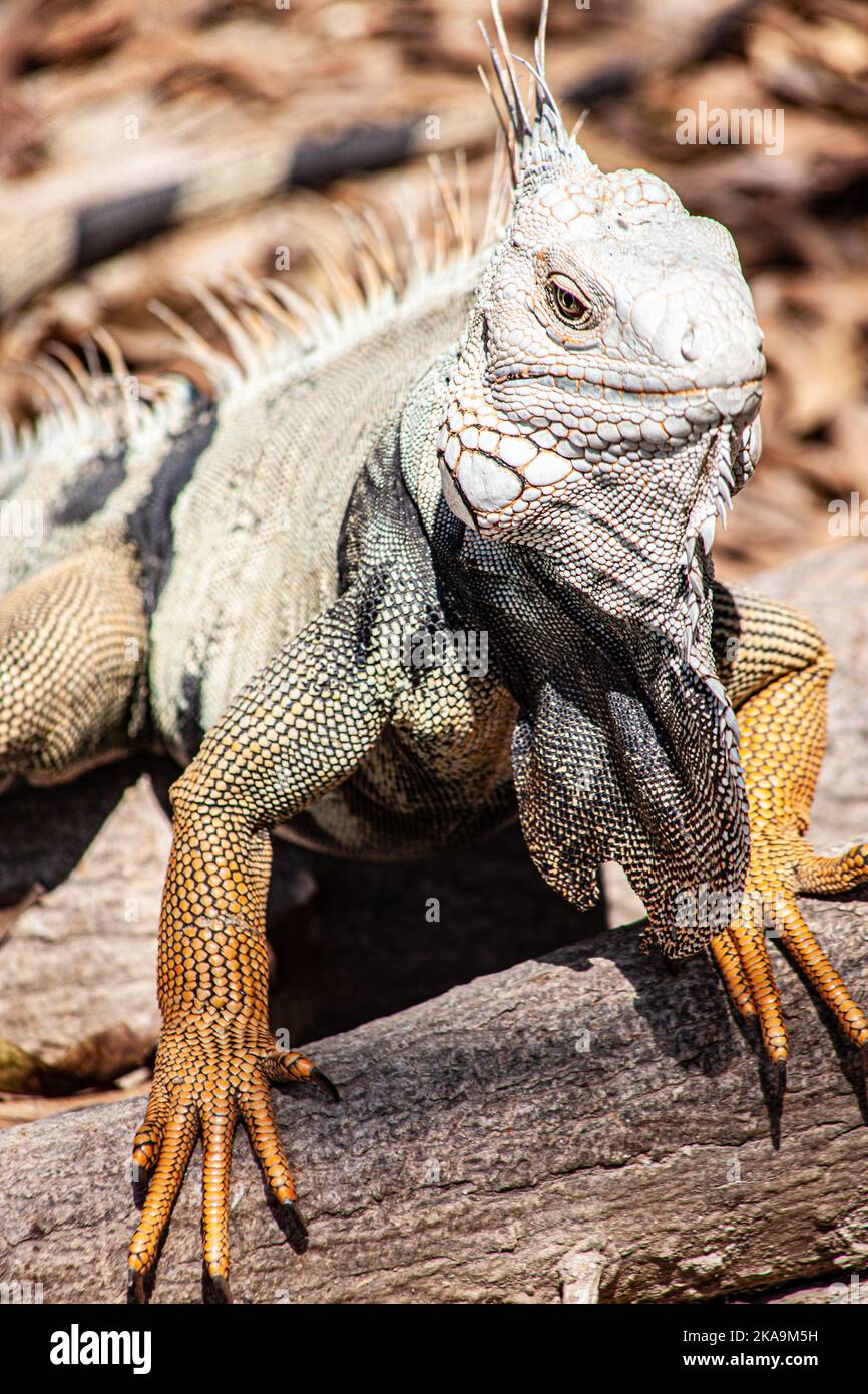 Uno scatto verticale di una iguana isolata su uno sfondo sfocato Foto Stock