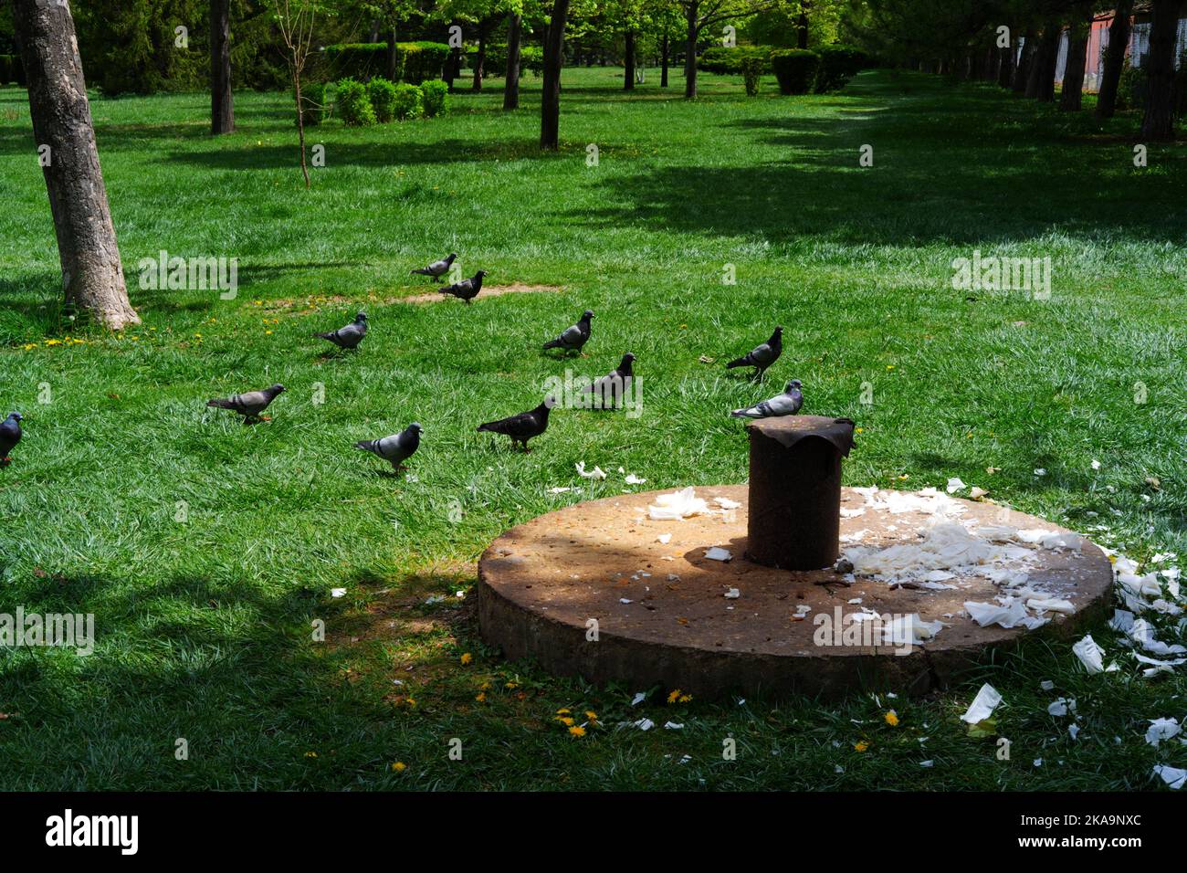 Piccioni mangiare sull'erba all'ombra in natura Foto Stock