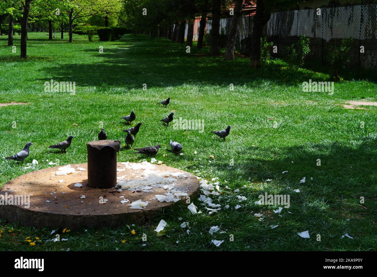 Piccioni mangiare sull'erba all'ombra in natura Foto Stock