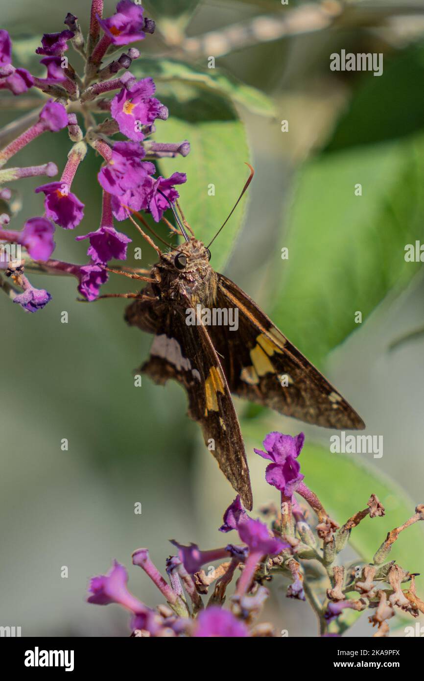 Un colpo verticale di una falce di sfinge sul fiore viola Foto Stock