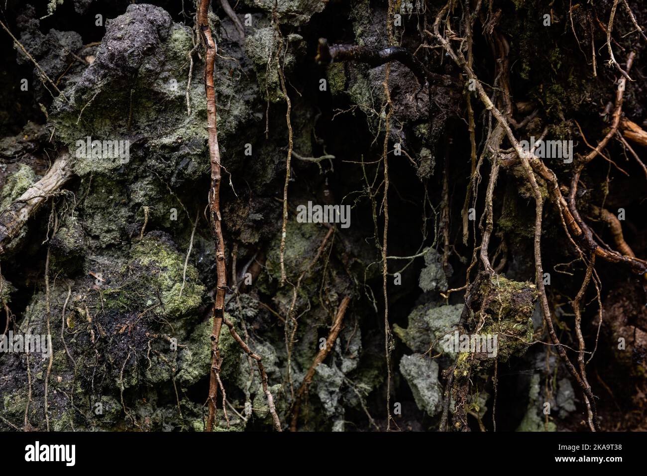 Radici e fondo di fango scuro Foto Stock