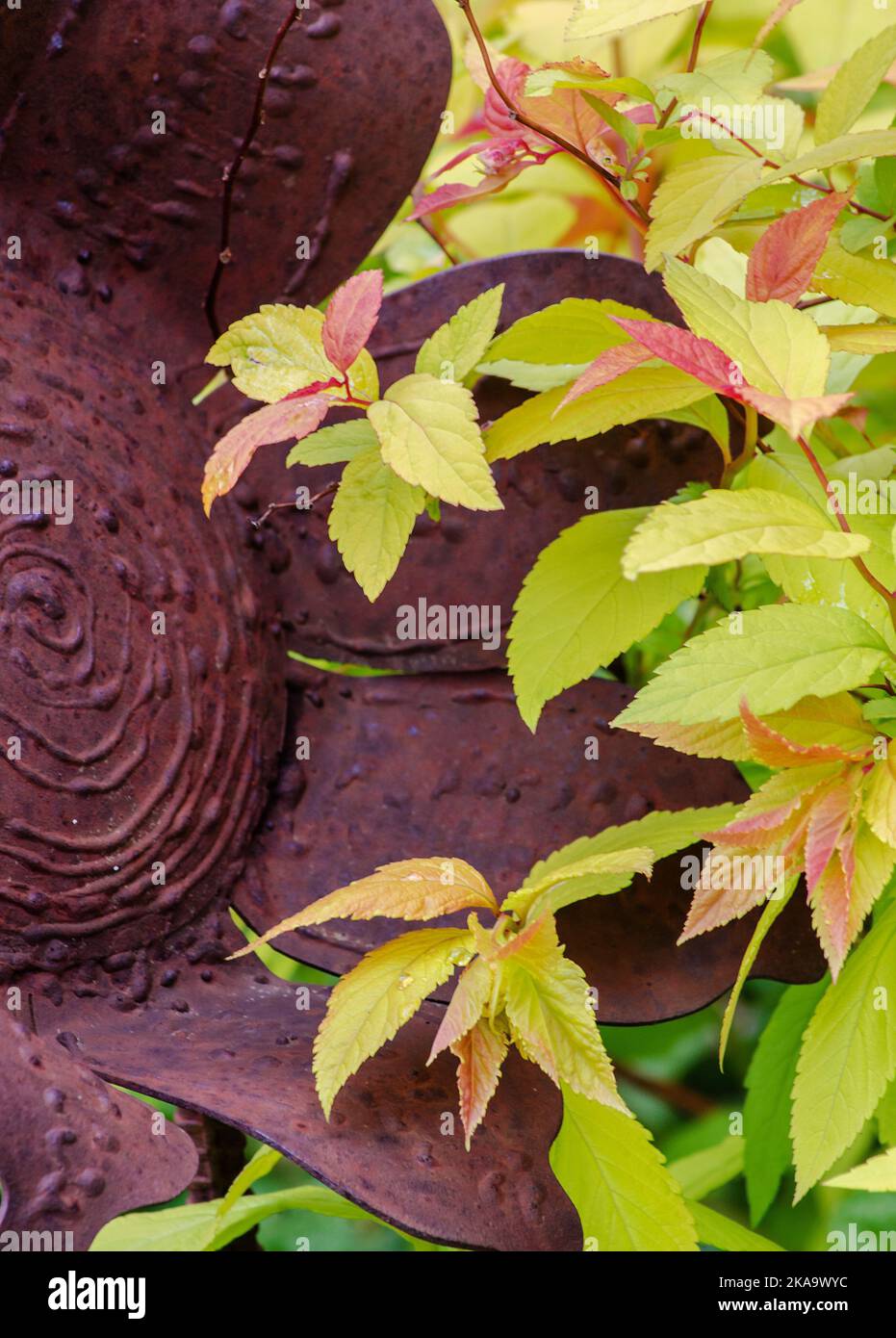 Le foglie di spirea e Hosta si mescolano in un giardino suburbano, nel nord dell'Illinois Foto Stock