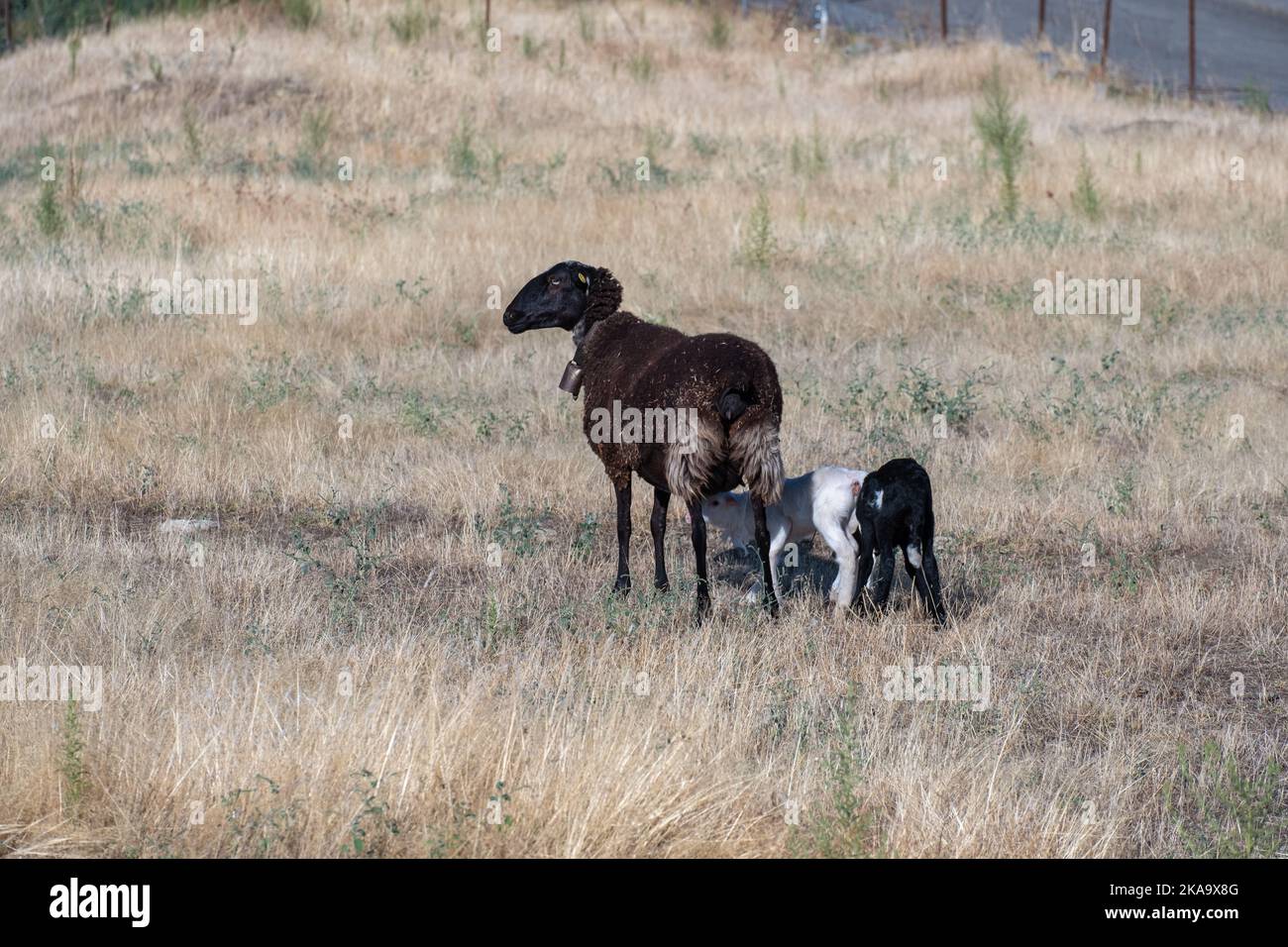 Due piccole prole di una pecora nera, dette agnelli, una bianca e l'altra bianca e nera che succhia latte dalle mammelle della madre Foto Stock