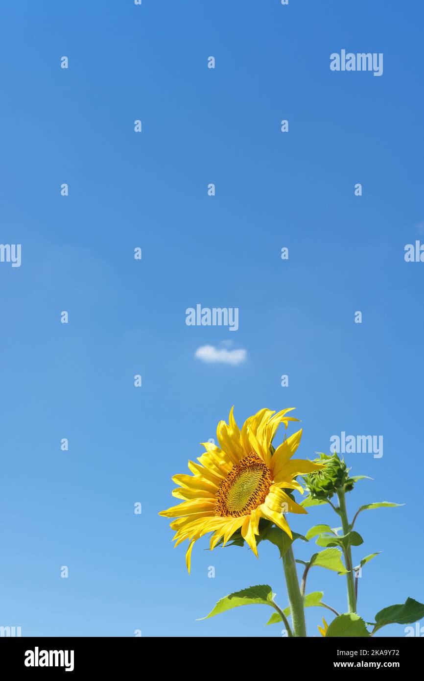 Girasole giallo con cielo blu sullo sfondo in una giornata di sole Foto Stock