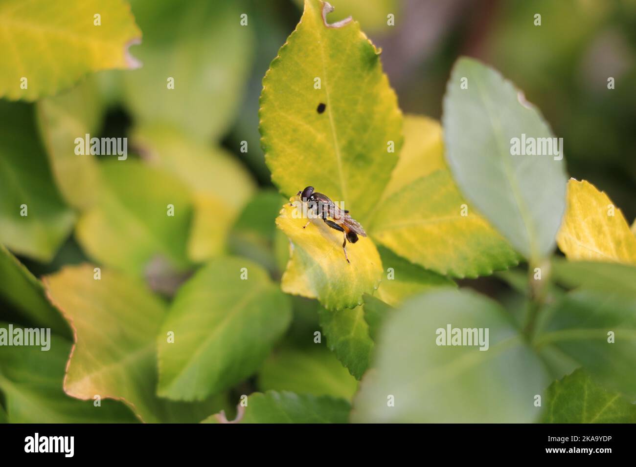 Semplicemente bella natura Foto Stock