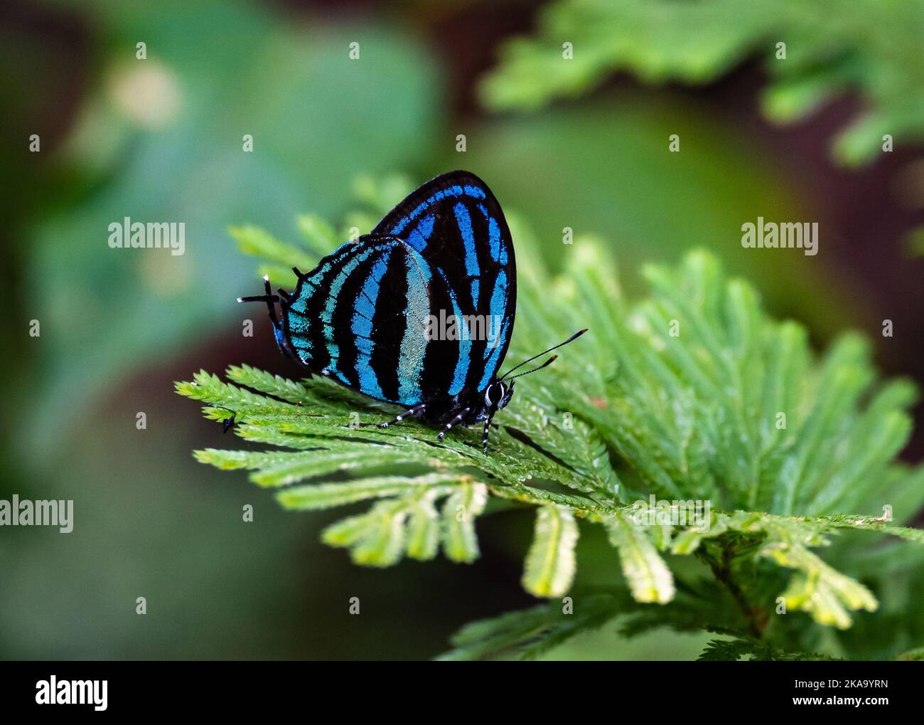 Una farfalla Blue Hair Streak (Thestius sp.) appollaiata su una foglia verde. Manaus, Stato dell'Amazonas, Brasile. Foto Stock