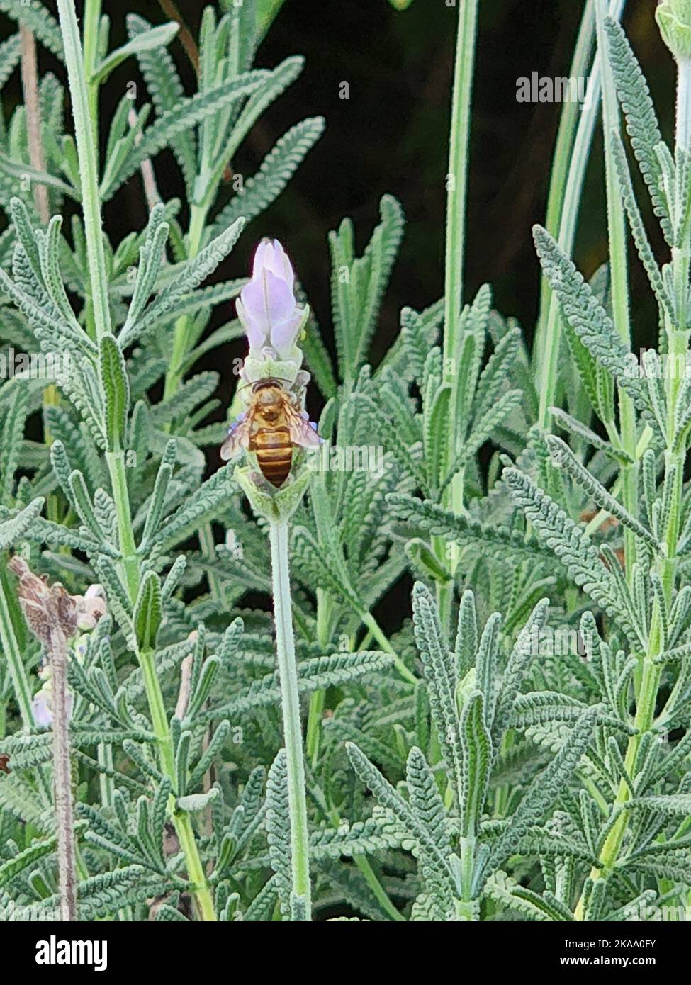 Un calabrone su una lavanda crescente Foto Stock