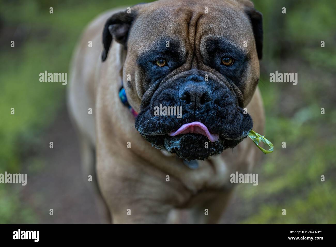 2022-05-19 UN PRIMO PIANO DI UN BULLMASTIFF CON GLI OCCHI PIACEVOLI IL SUO SALOTTO FUORI E UN PEZZO DI ERBA CHE SPORGE DALLA SUA BOCCA CON UNO SFONDO SBIADITO E SFOCATO Foto Stock