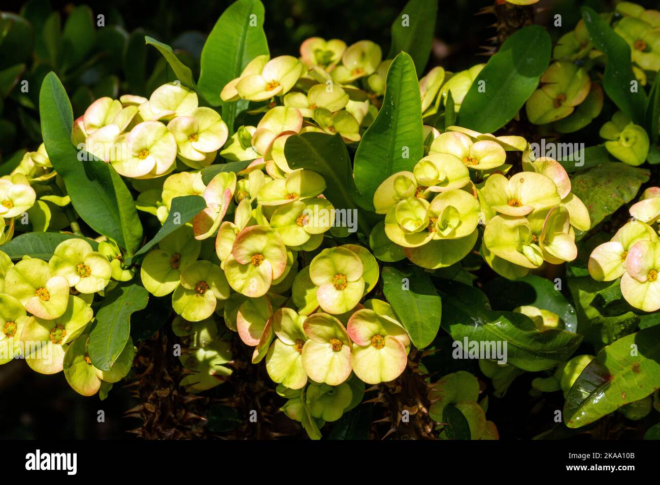 Primo piano del fiore giallo della spina di Cristo (Euphorbia Milli Desmoul) a Sydney, NSW, Australia (Foto di Tara Chand Malhotra) Foto Stock