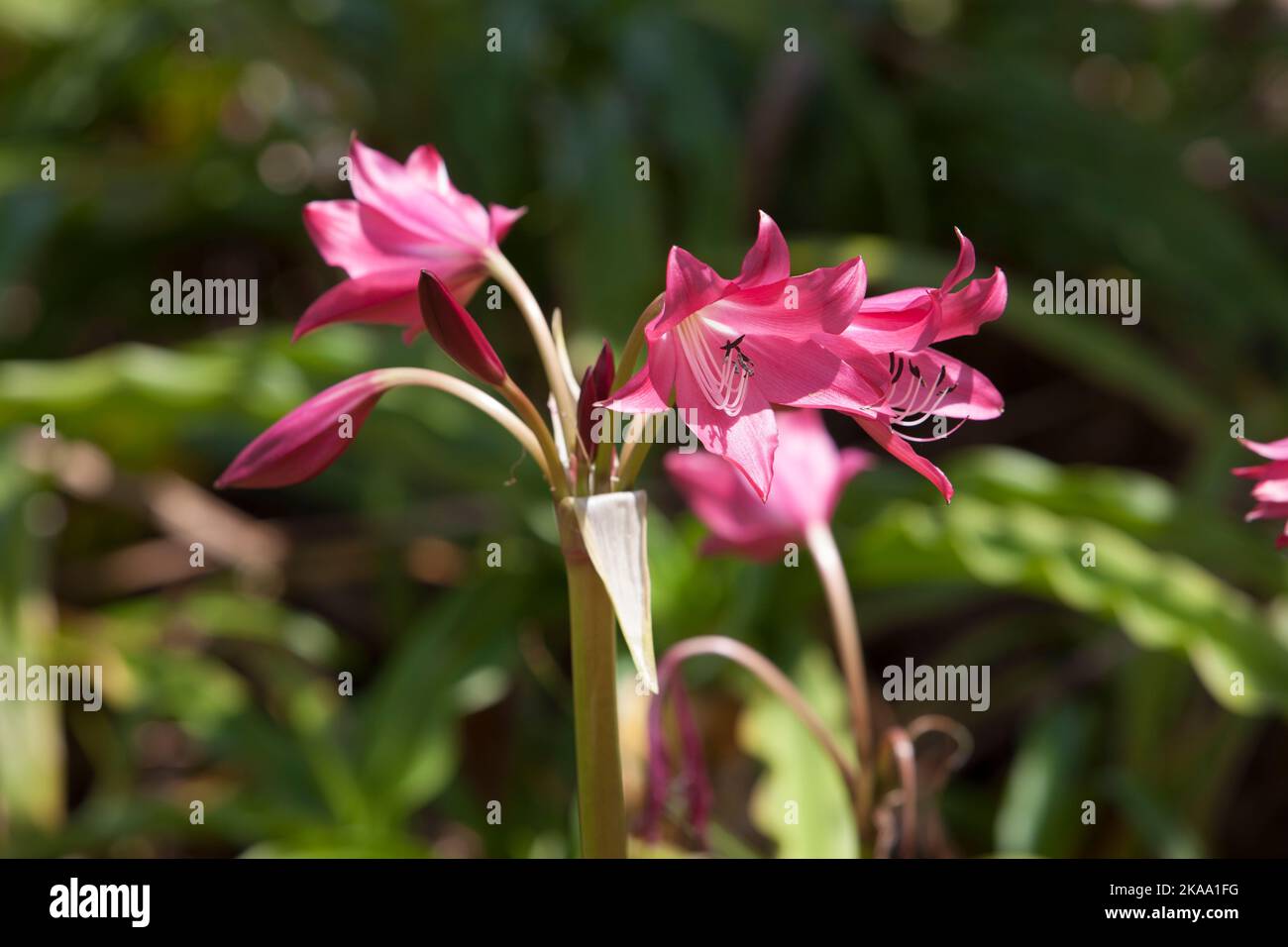 Un primo piano di fiori di giglio rosa del fiume Orange nel giardino su uno sfondo sfocato Foto Stock