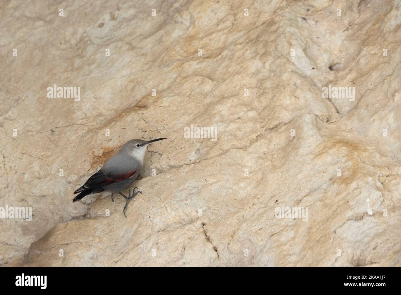 Il wallcreeper (Tichodroma muraria), piccolo uccello passerino in alta montagna. Foto Stock