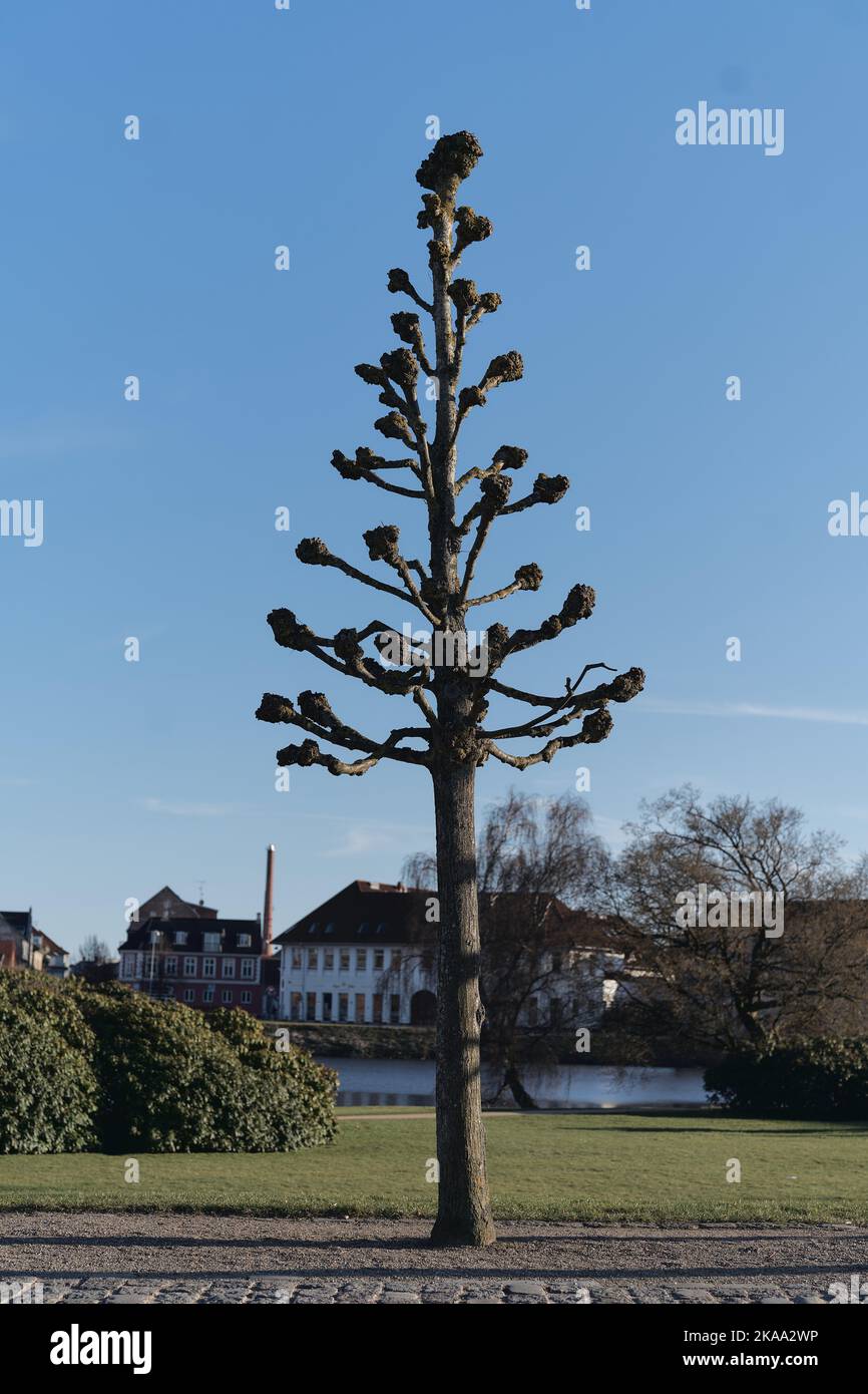 Uno scatto verticale dell'araucaria columnaris albero contro un cielo blu e gli edifici Foto Stock