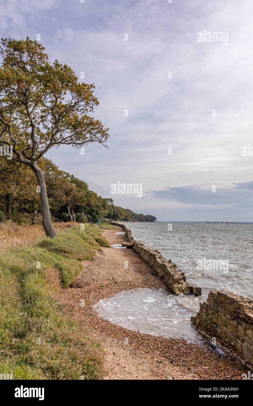 L'impatto del cambiamento climatico, l'erosione costiera lungo le rive dell'acqua di Southampton Foto Stock