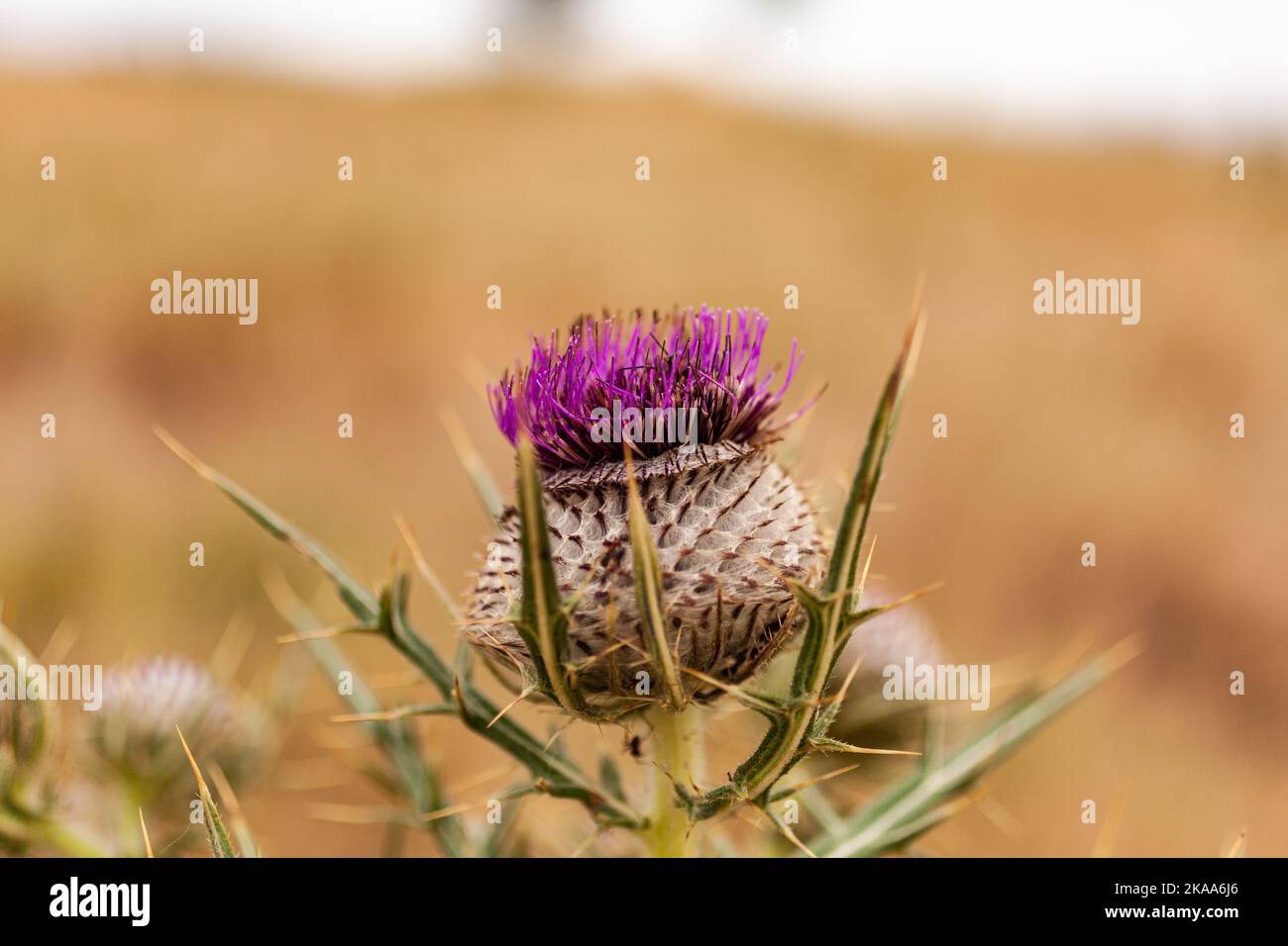 Primo piano di un fiore porpora di cardo spinoso Foto Stock