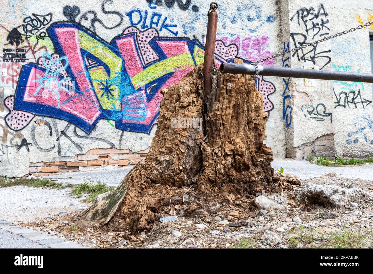 Gessatura e graffiti dell'albero decadenti, Precna ulica, Lubiana, Slovenia Foto Stock