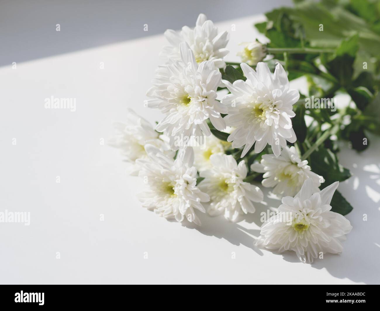 Bouquet di fiori di crisantemo giacenti sul davanzale bianco. Mattina di sole in casa accogliente. Foto Stock