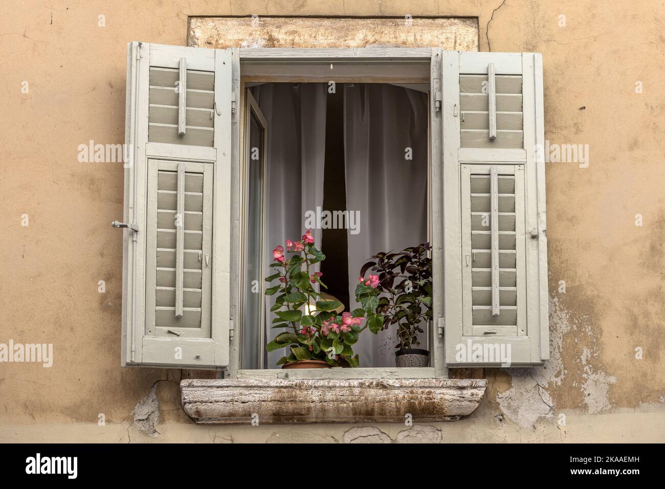 Finestra con fiori, Rovigno, Croazia Foto Stock