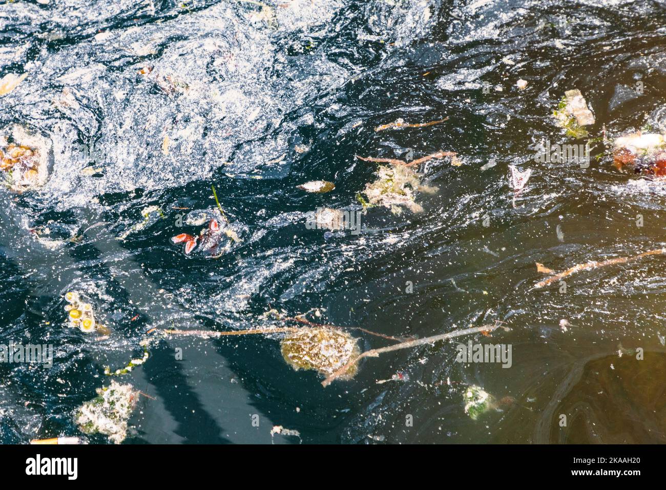 Le sostanze inquinanti si mescolano con alghe marine in acque portuali; Kodiak; Alaska; USA Foto Stock