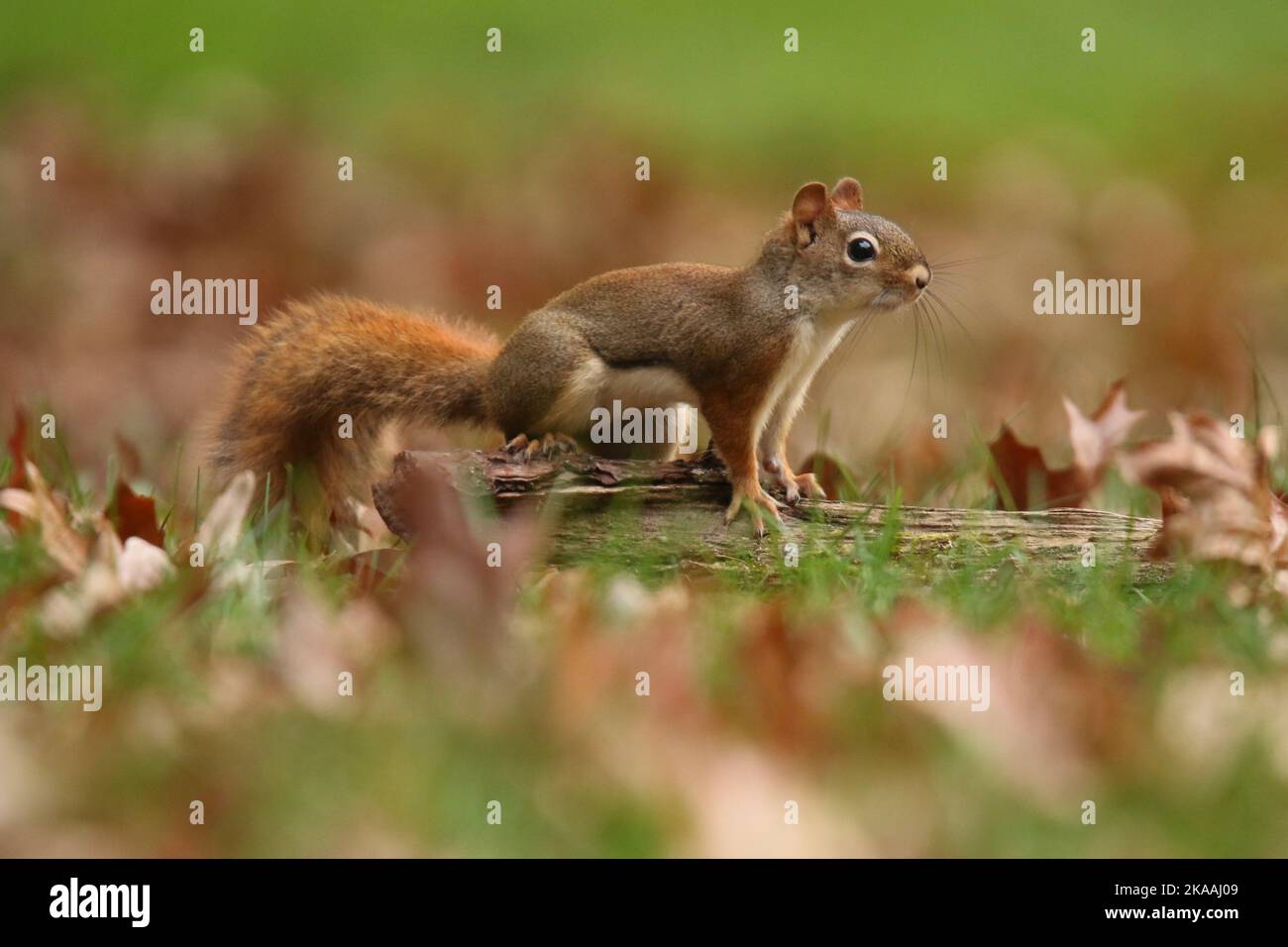 Scoiattolo rosso americano Tamiasciurus hudsonicus foraging in un cortile in autunno Foto Stock