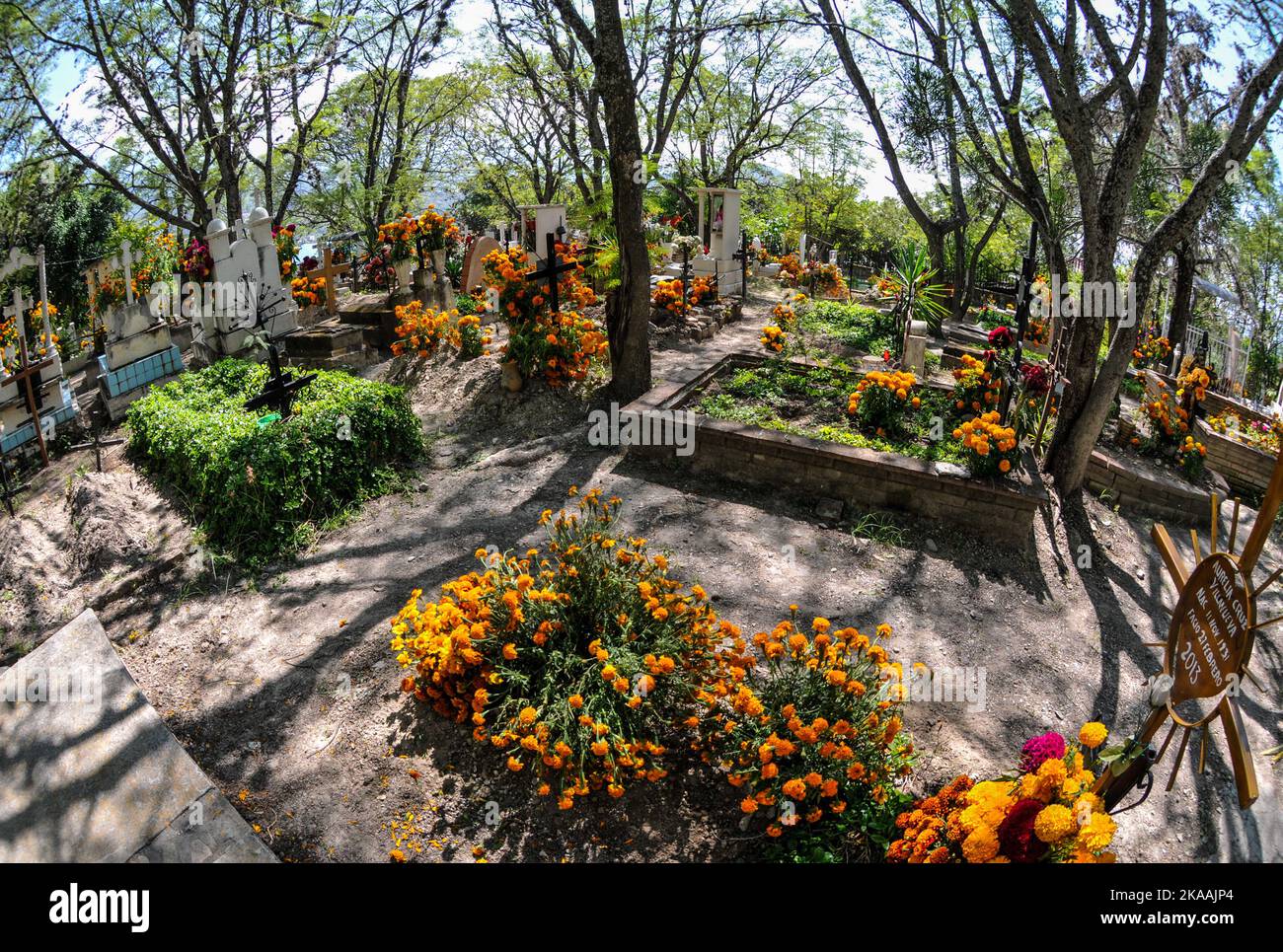 San Agustin Etla, Messico: 1 novembre 2022, la gente frequenta il cimitero di San Agustin per adornare le tombe dei loro cari con fiori Cempasuchil e candele leggere come parte delle tradizioni dia de Muertos. Il 1 novembre 2022 a San Agustin Etla, Messico. (Foto di Ginare/ Eyepix Group) Foto Stock