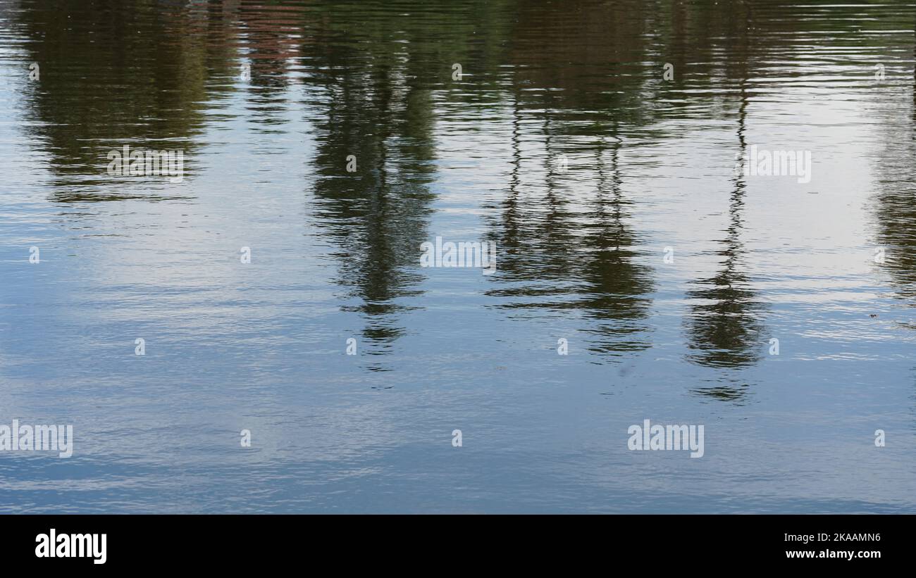Palme che si riflettono in un piccolo lago. Adatto per l'uso in background. Foto Stock