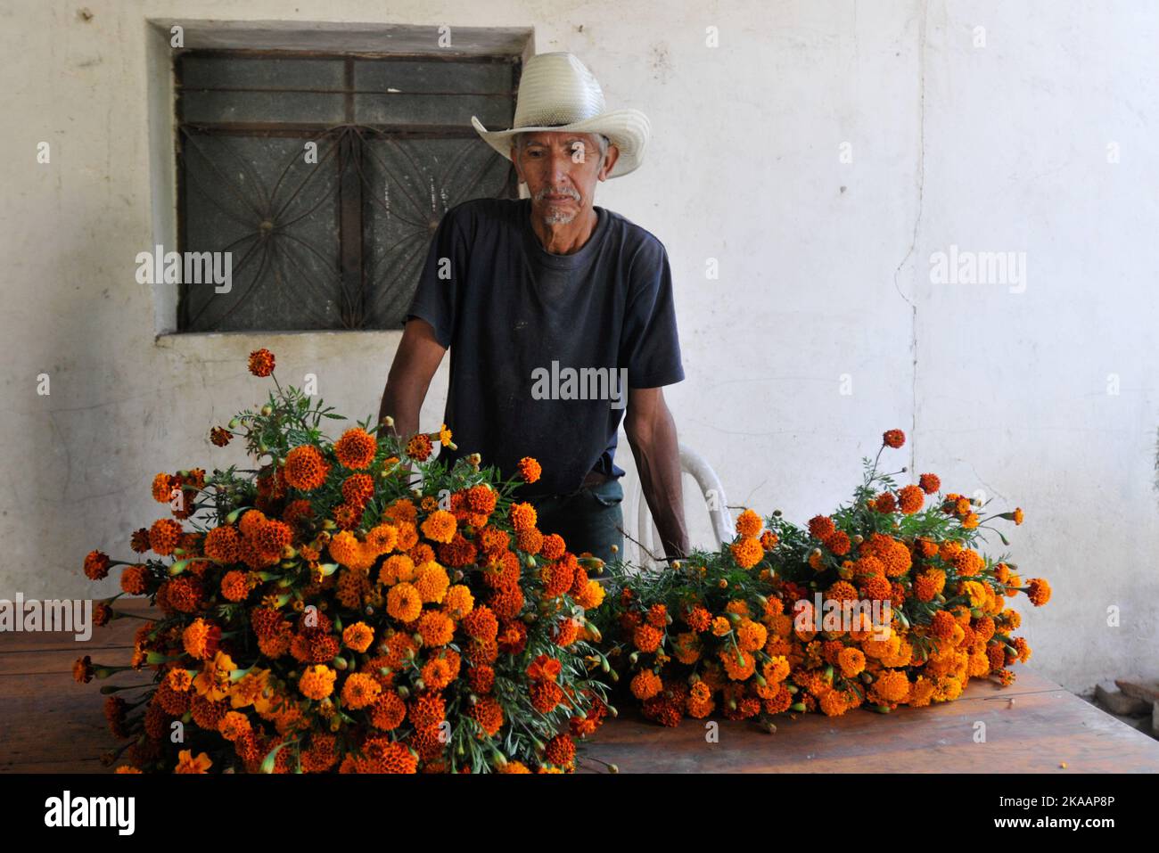 San Agustin Etla, Messico. 1st Nov 2022. La gente frequenta il cimitero di San Agustin per adornare le tombe dei loro cari con fiori di Cempasuchil e candele leggere come parte delle tradizioni di dia de Muertos. Il 1 novembre 2022 a San Agustin Etla, Messico. (Credit Image: © Ginare/eyepix via ZUMA Press Wire) Foto Stock